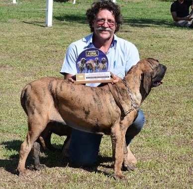 Resultado: 114ª Exposição Nacional do Fila Brasileiro Cafib e 11ª Exposição  do Fila Brasileiro Cafib de Varginha - CAFIB