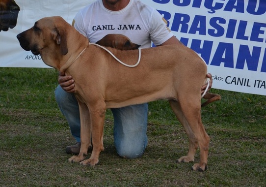 Resultado: 114ª Exposição Nacional do Fila Brasileiro Cafib e 11ª