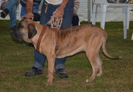 Resultado: 114ª Exposição Nacional do Fila Brasileiro Cafib e 11ª Exposição  do Fila Brasileiro Cafib de Varginha - CAFIB