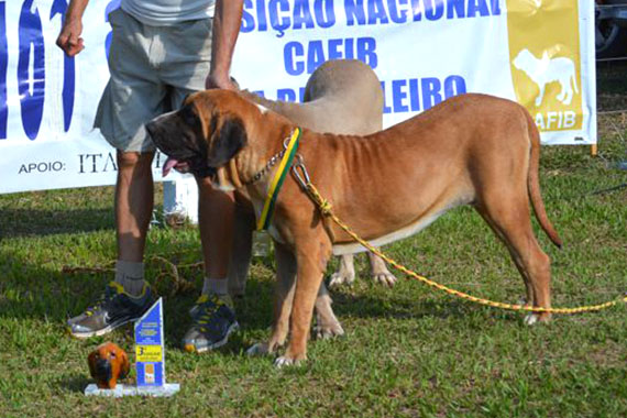 amalinda itaipu aldeia dos tigres