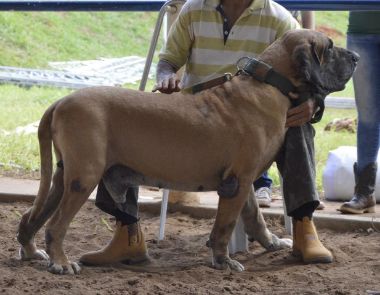 expo caxambu