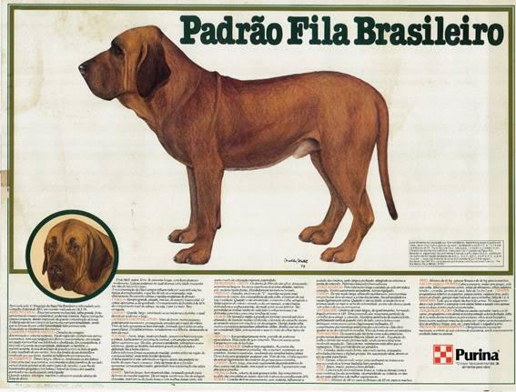 zuigen Omhoog gaan precedent The Visual Standard of the Fila Brasileiro Breed and Other Stories -  Chapter 4 - CAFIB