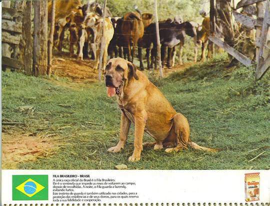 Fila Brasileiro, Canil Itanhandu, cão fila brasileiro