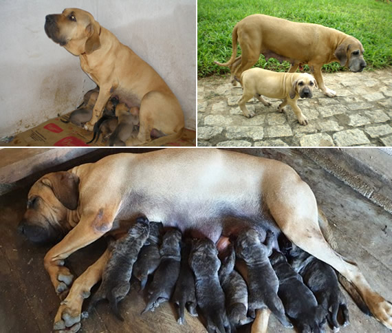 Fila Brasileiro filhotes disponíveis - Cachorros e acessórios